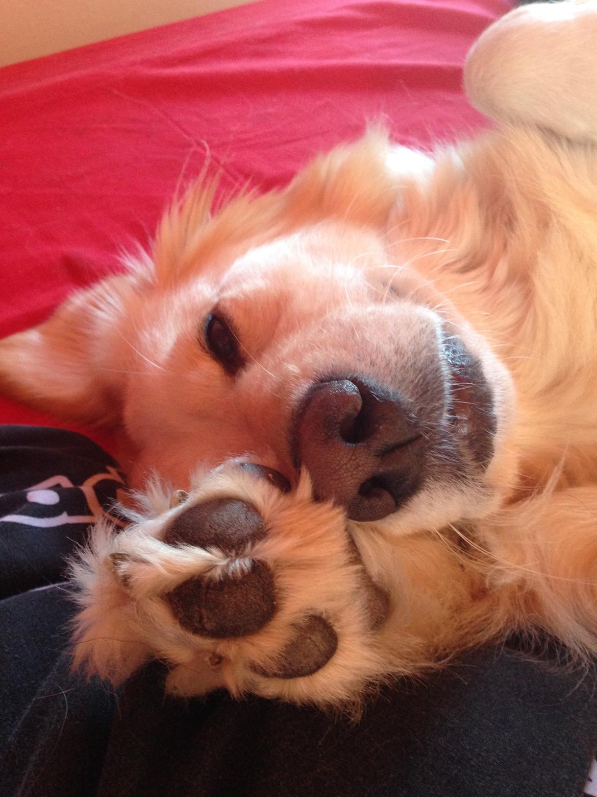 Blanding af racer Chilla  billede 14