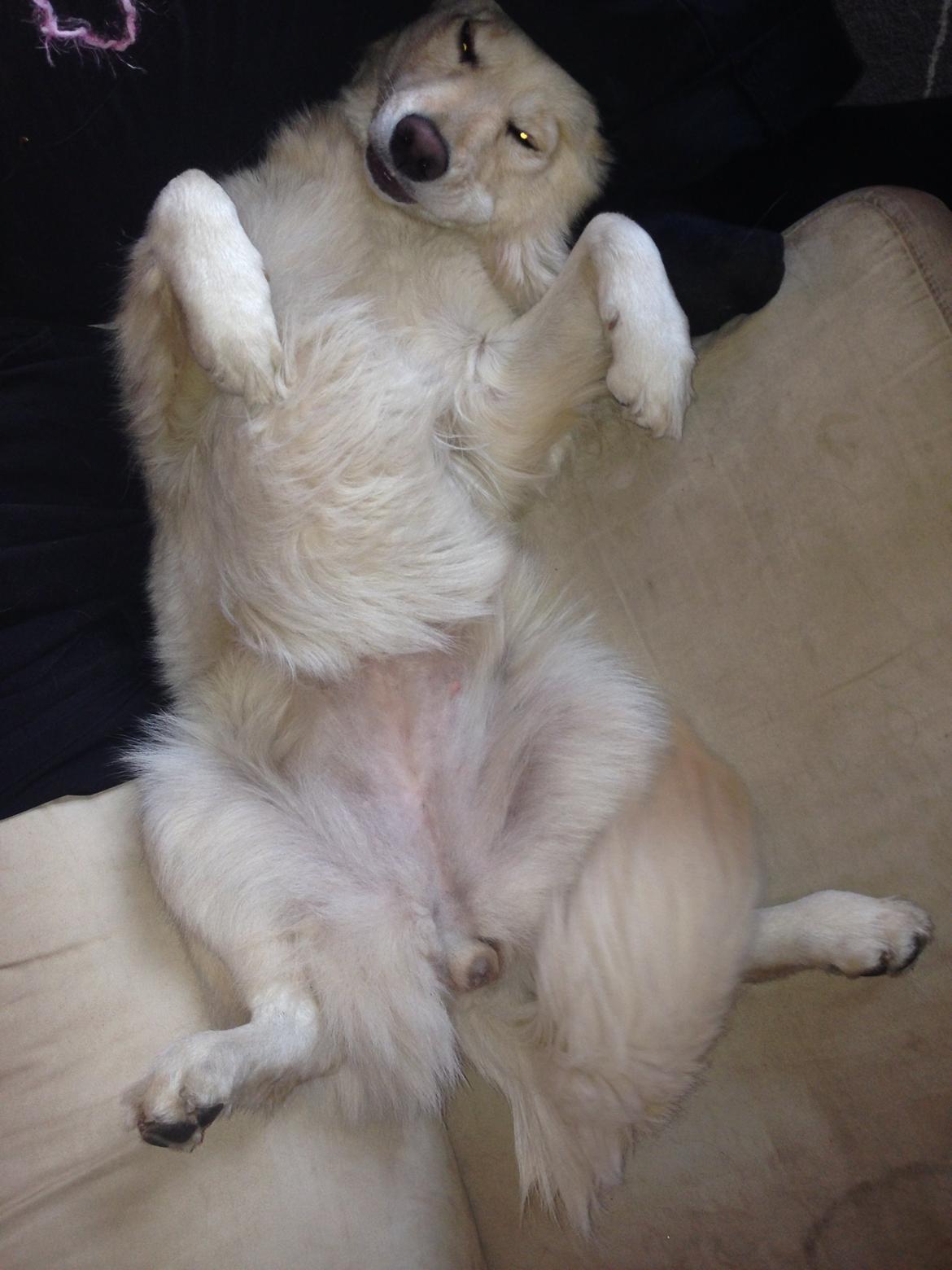 Blanding af racer Chilla  billede 15