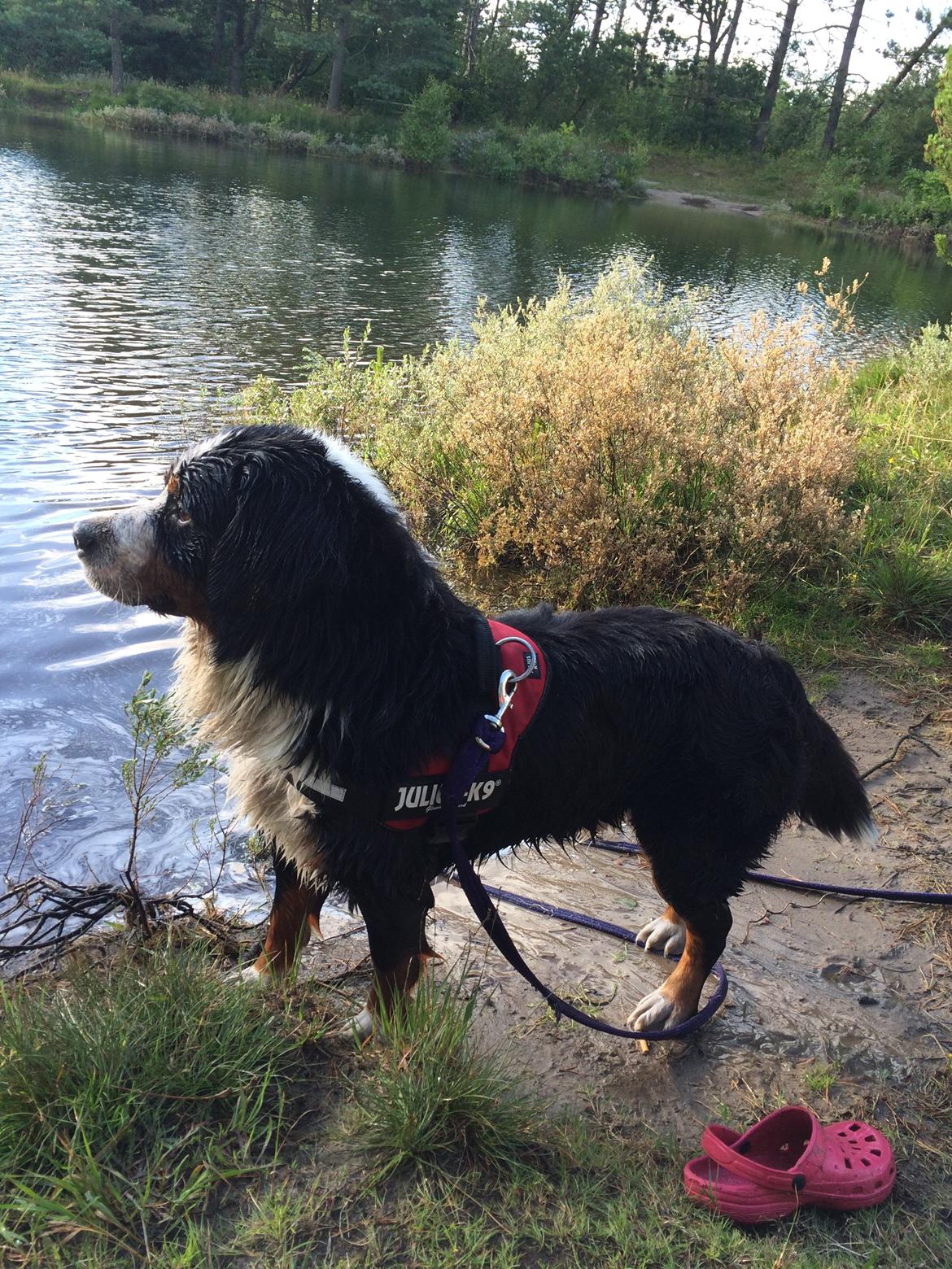 Berner sennenhund Sofus DØD  billede 6