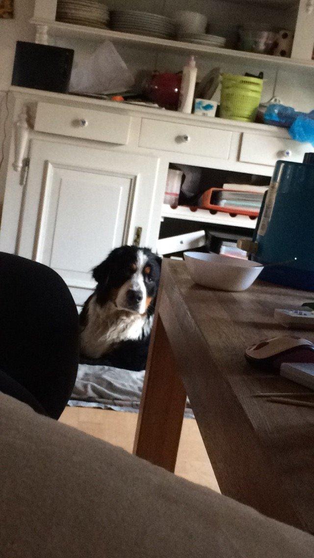 Berner sennenhund Sofus DØD  billede 7