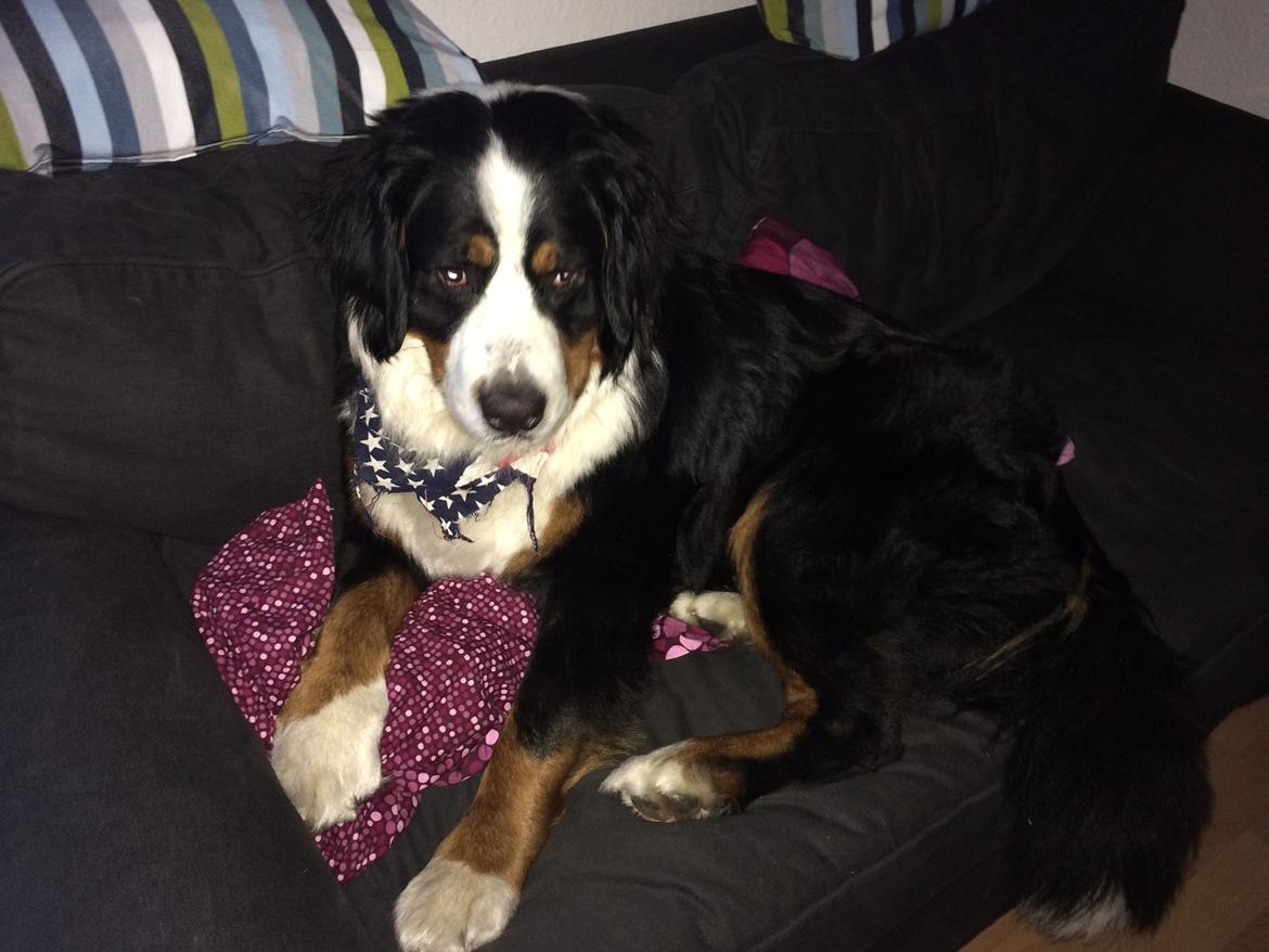 Berner sennenhund Sofus DØD  billede 9