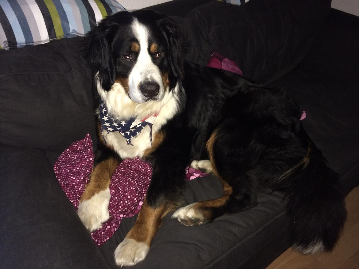 Berner sennenhund Sofus DØD  billede 10