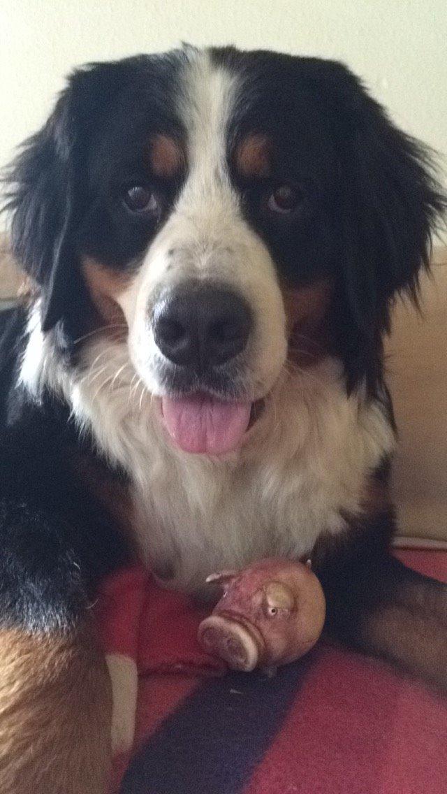 Berner sennenhund Sofus DØD  billede 11