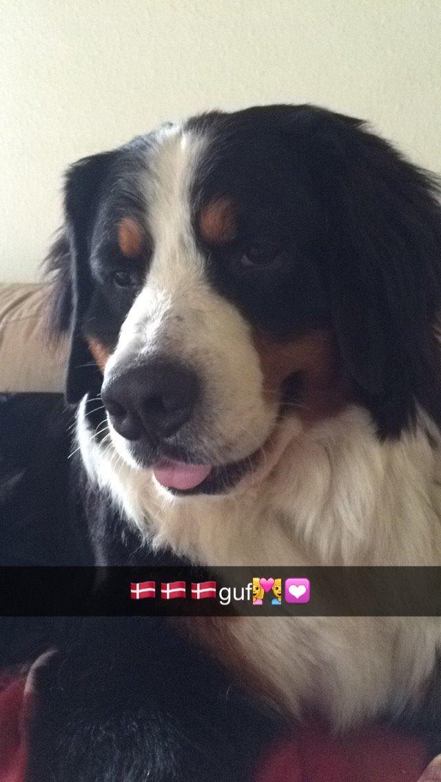 Berner sennenhund Sofus DØD  billede 12