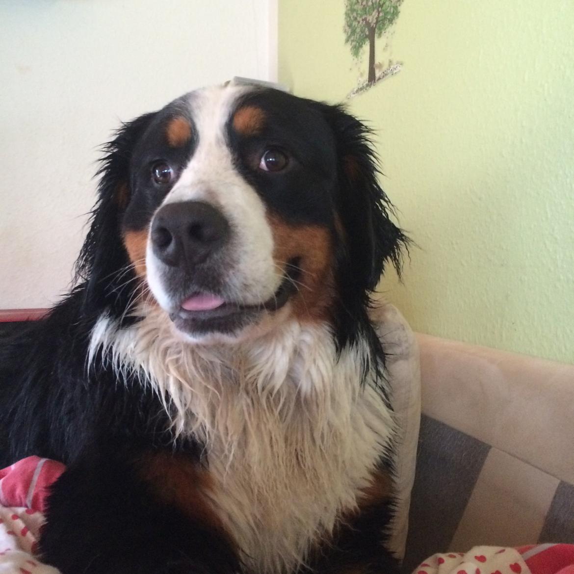 Berner sennenhund Sofus DØD  billede 8