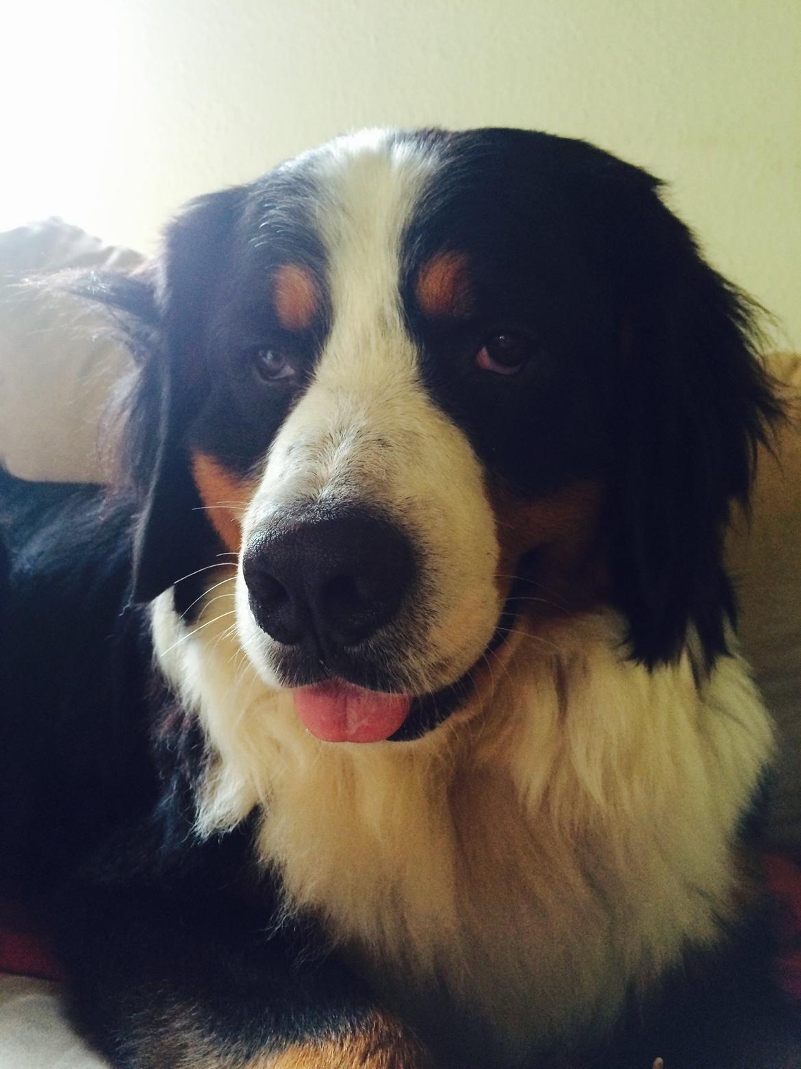 Berner sennenhund Sofus DØD  billede 14