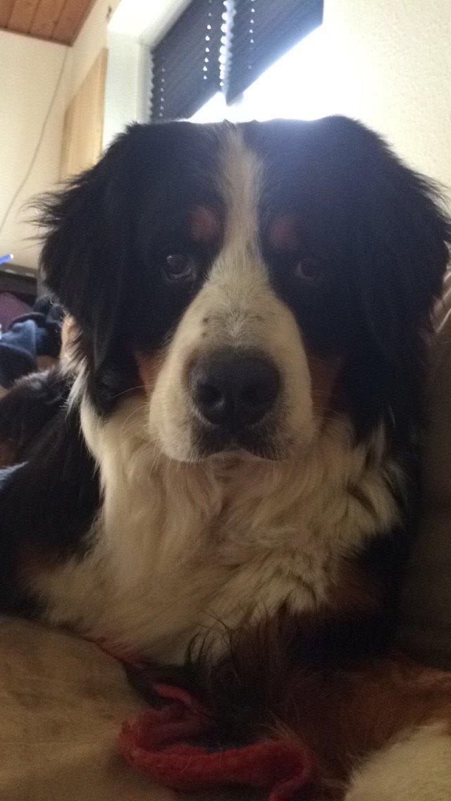 Berner sennenhund Sofus DØD  billede 13