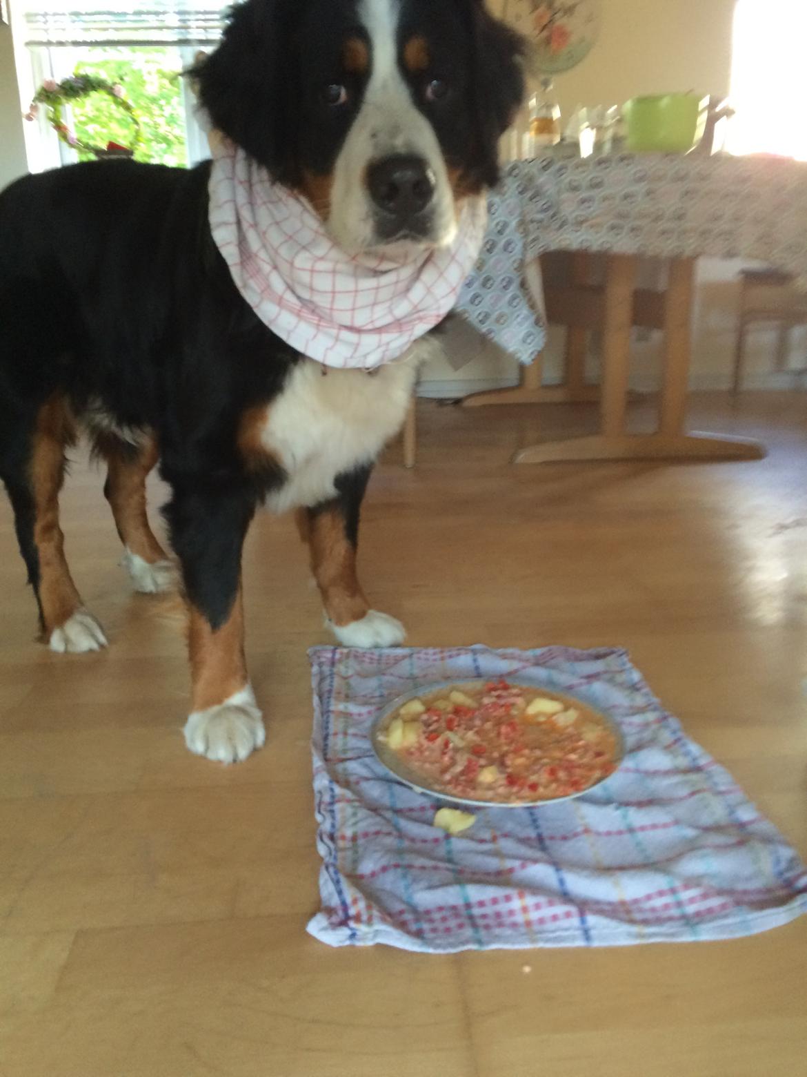 Berner sennenhund Sofus DØD  billede 15