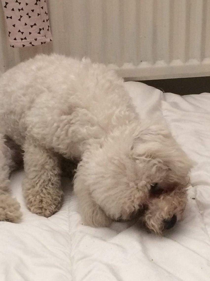 Bichon à poil frisé Haabegaard's Xena givet væk billede 2