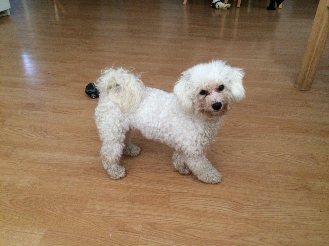 Bichon à poil frisé Haabegaard's Xena givet væk billede 1