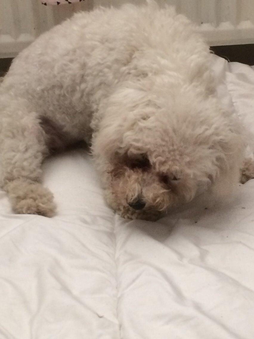 Bichon à poil frisé Haabegaard's Xena givet væk billede 3