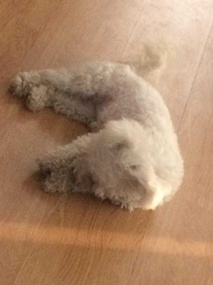 Bichon à poil frisé Haabegaard's Xena givet væk billede 4