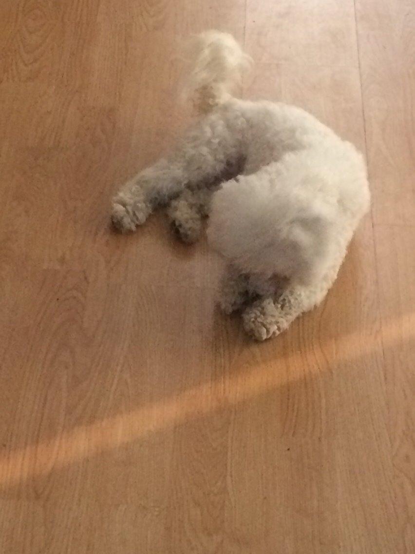 Bichon à poil frisé Haabegaard's Xena givet væk billede 5