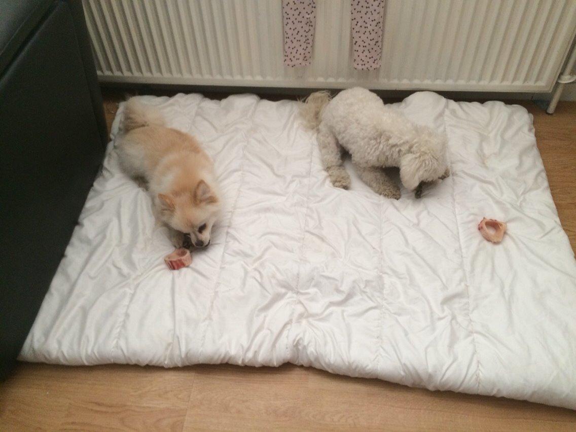 Bichon à poil frisé Haabegaard's Xena givet væk billede 6