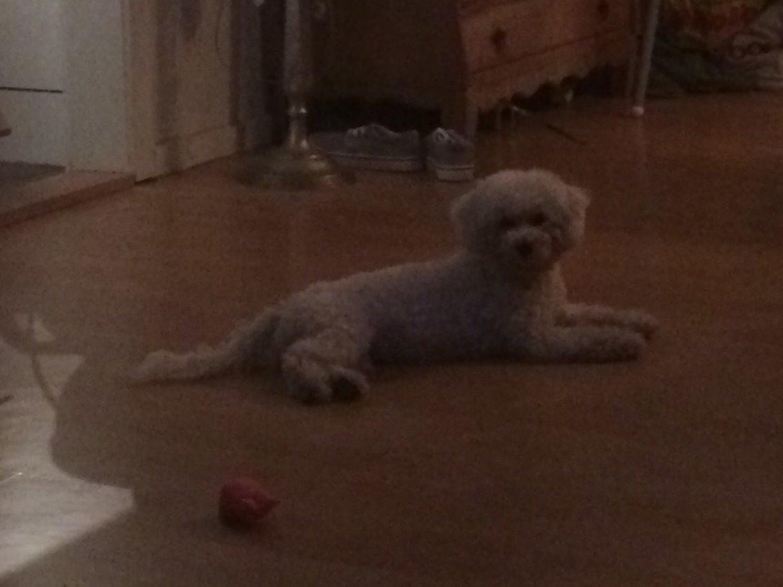 Bichon à poil frisé Haabegaard's Xena givet væk billede 8