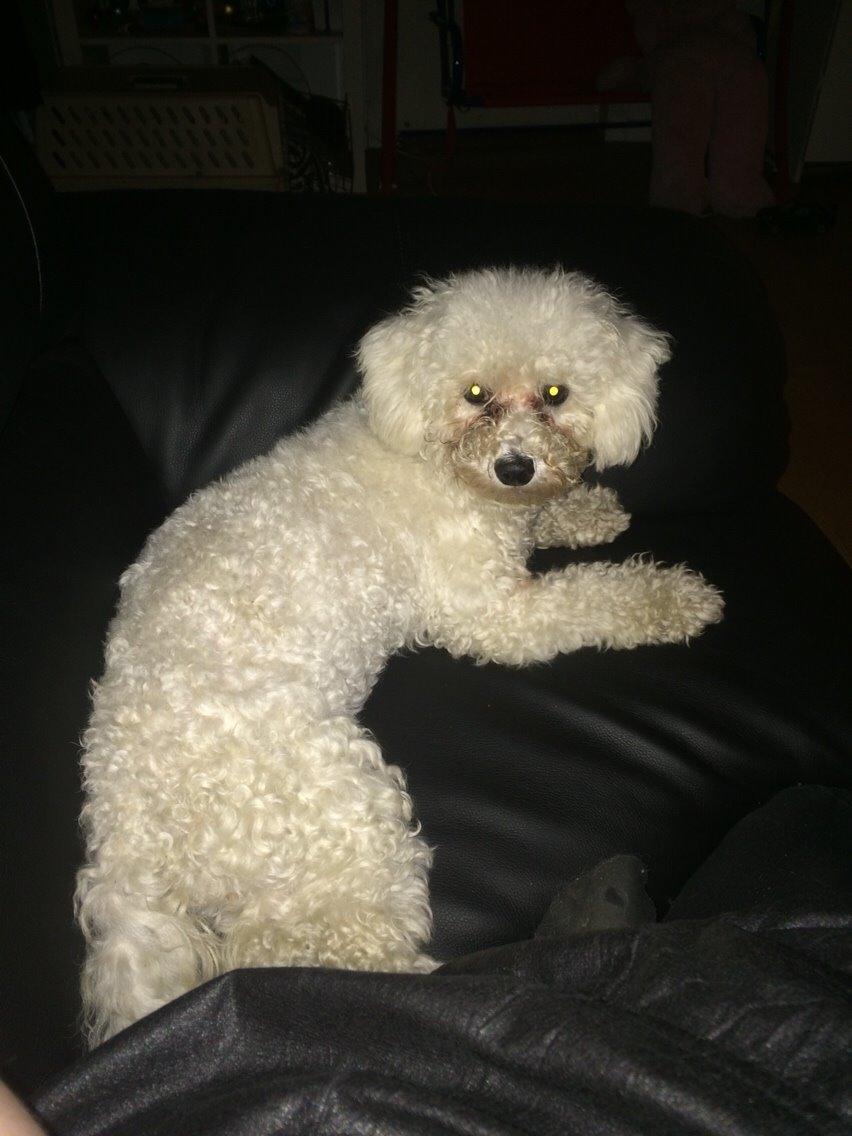 Bichon à poil frisé Haabegaard's Xena givet væk billede 7