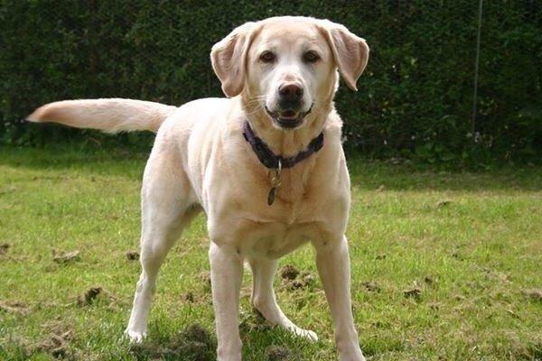 Labrador retriever Salli billede 1