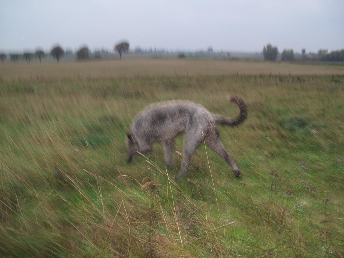 Irsk ulvehund Rolf<3 kælenavn: Rolle/Basse - Jeg går lidt rundt. billede 11