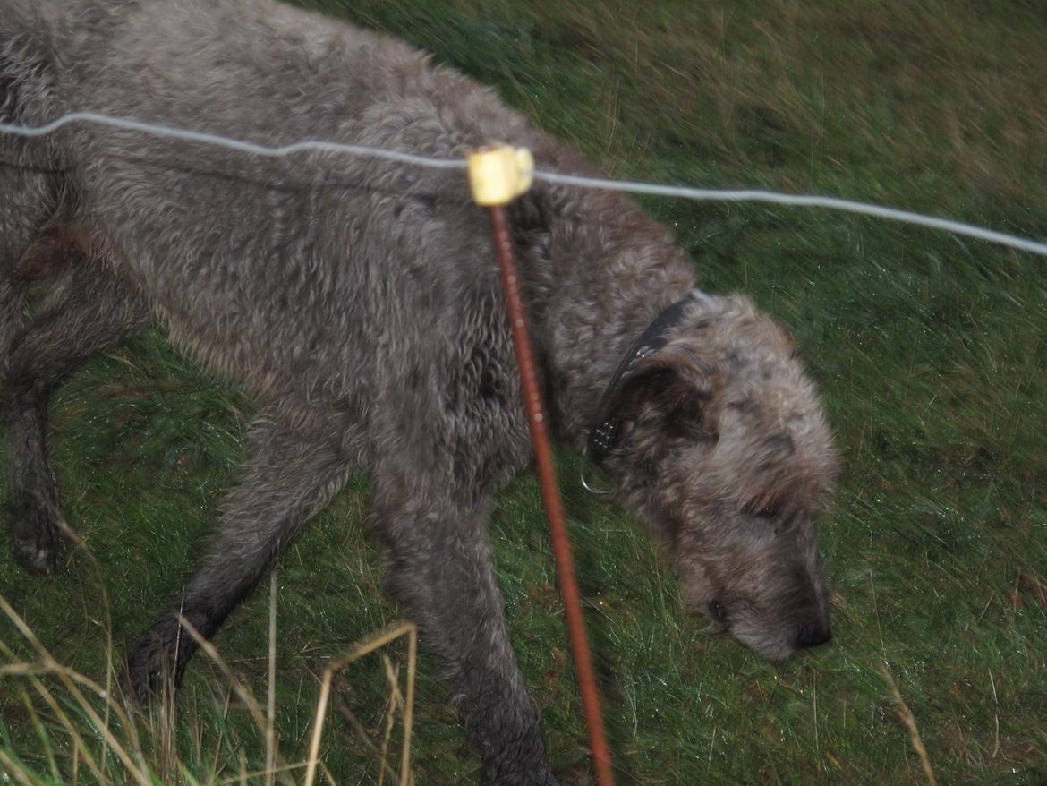 Irsk ulvehund Rolf<3 kælenavn: Rolle/Basse - Vi går sammen. billede 13