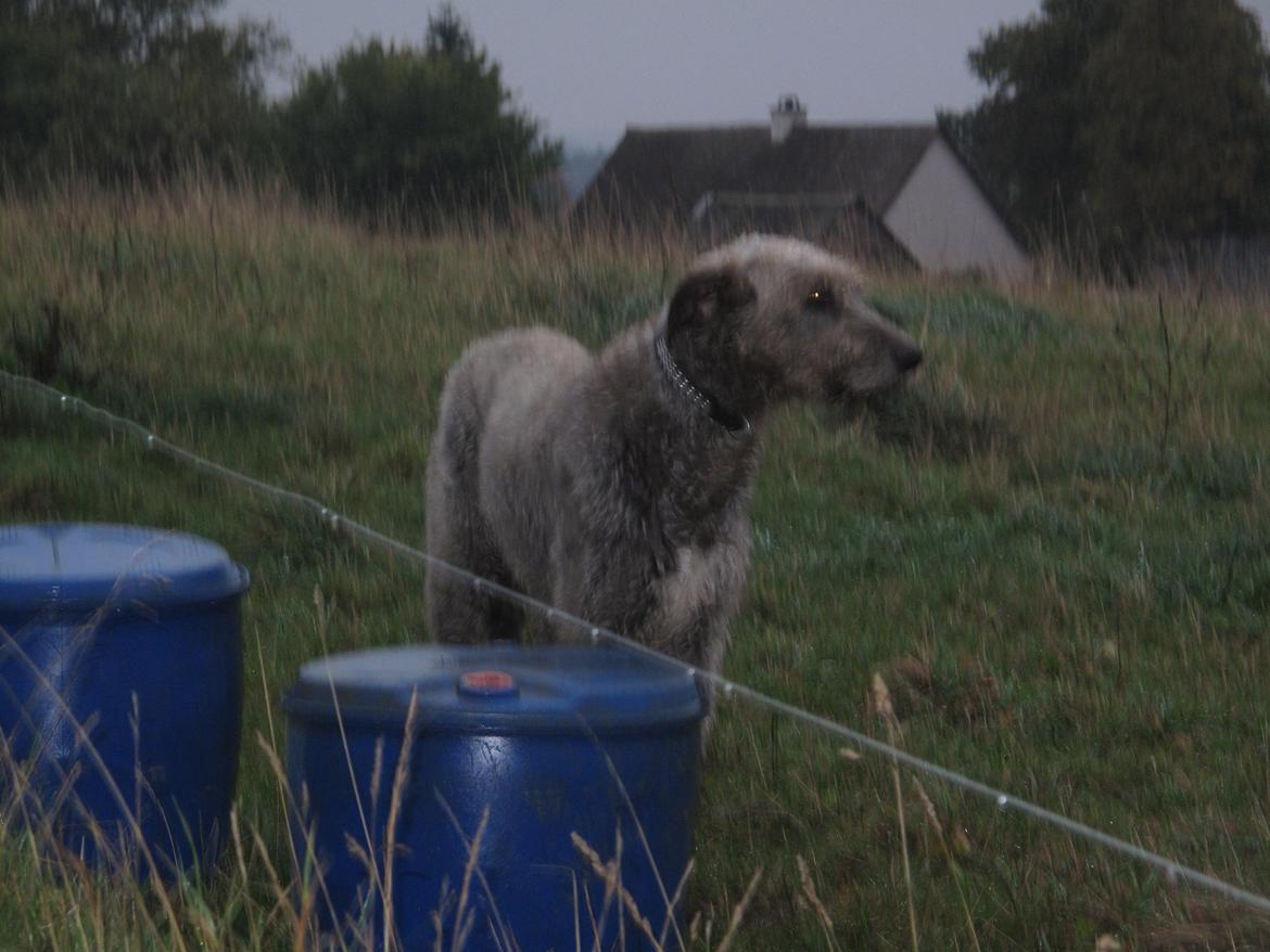 Irsk ulvehund Rolf<3 kælenavn: Rolle/Basse - :) billede 14