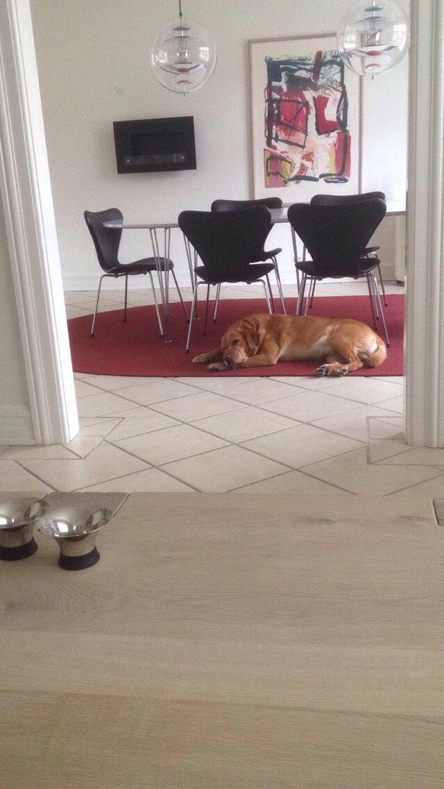 Labrador retriever Balto billede 2