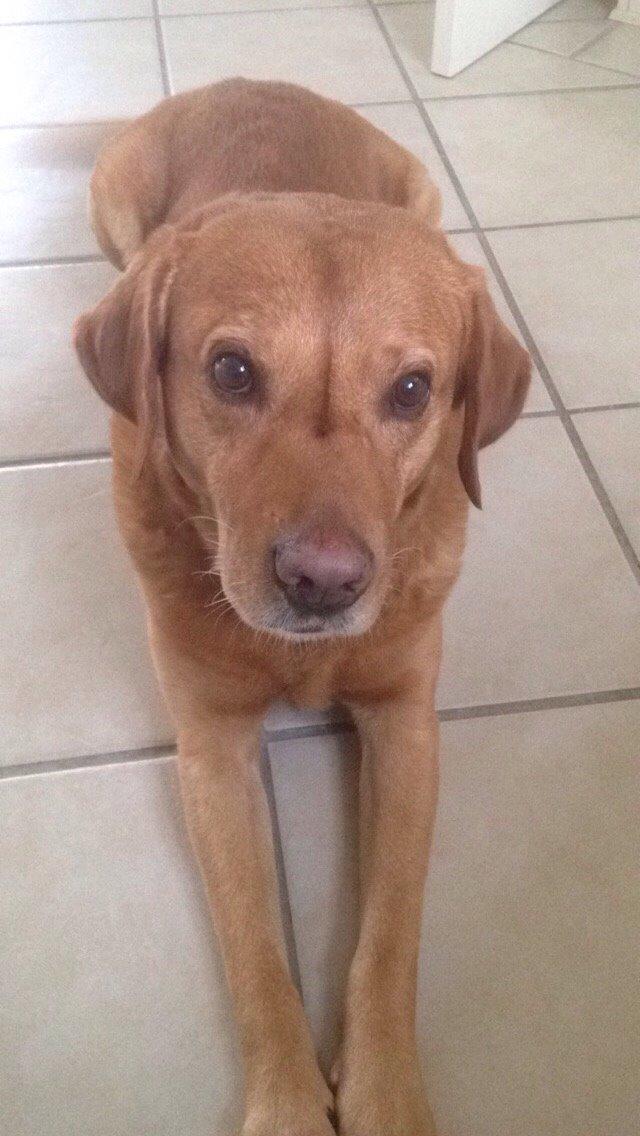 Labrador retriever Balto billede 1