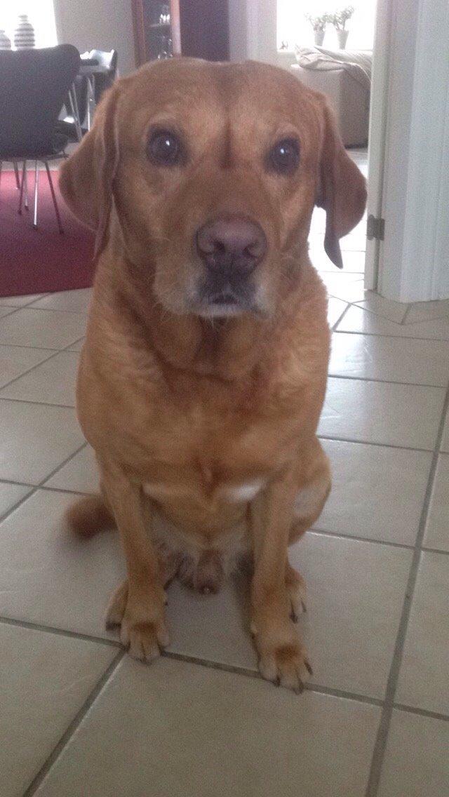 Labrador retriever Balto billede 3