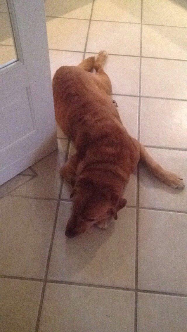 Labrador retriever Balto billede 4