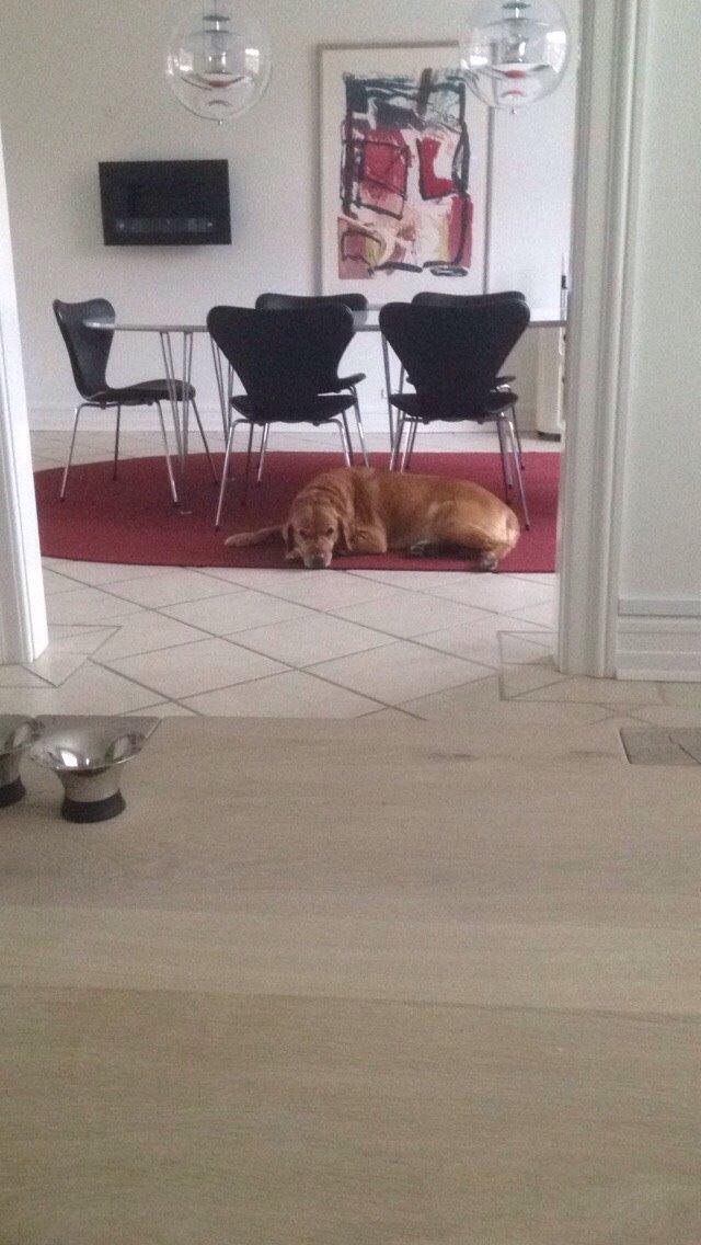 Labrador retriever Balto billede 5