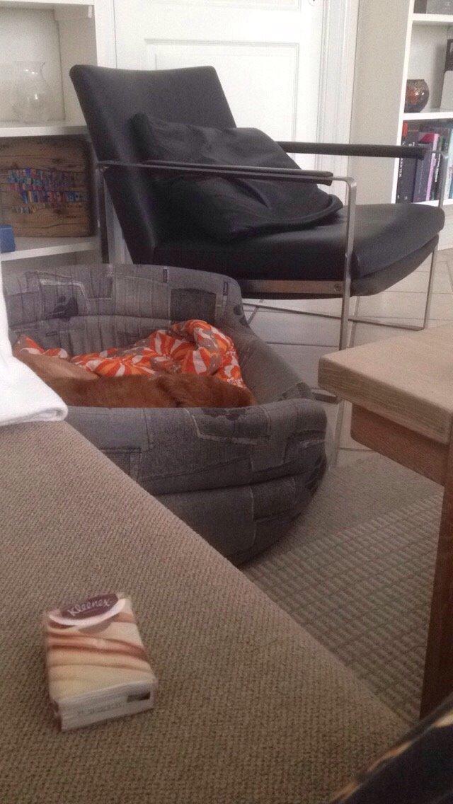 Labrador retriever Balto billede 6