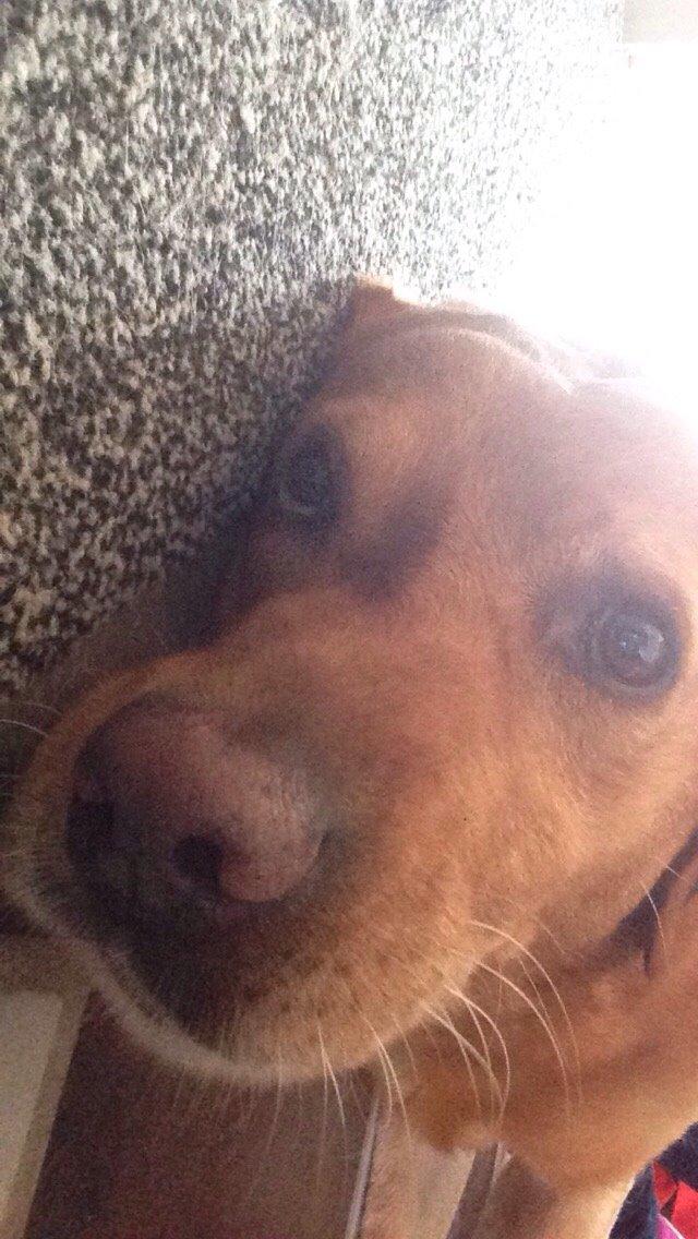 Labrador retriever Balto billede 7