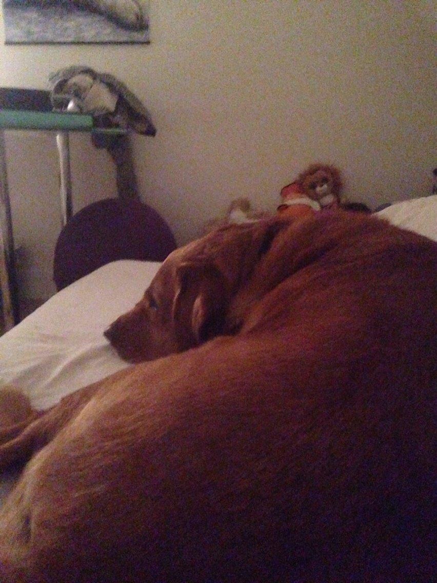 Labrador retriever Balto billede 9