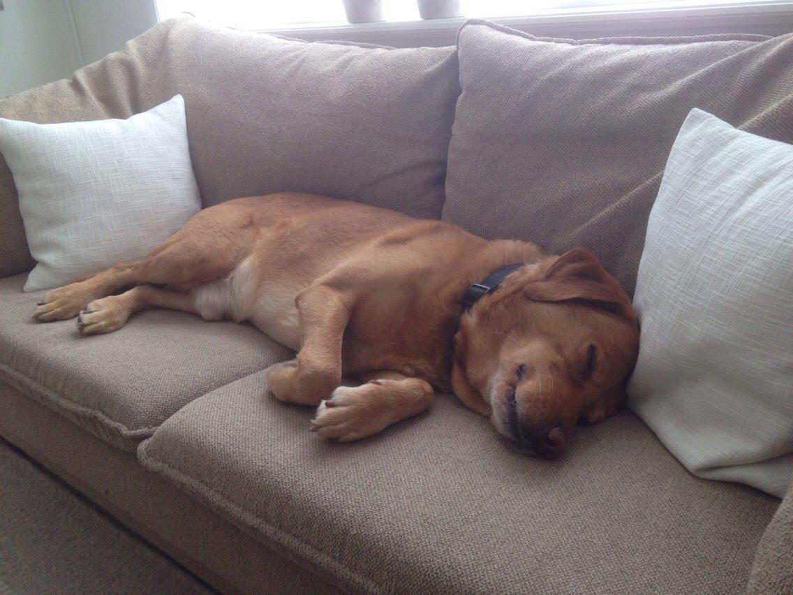 Labrador retriever Balto billede 10