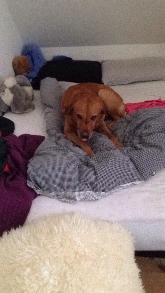 Labrador retriever Balto billede 11