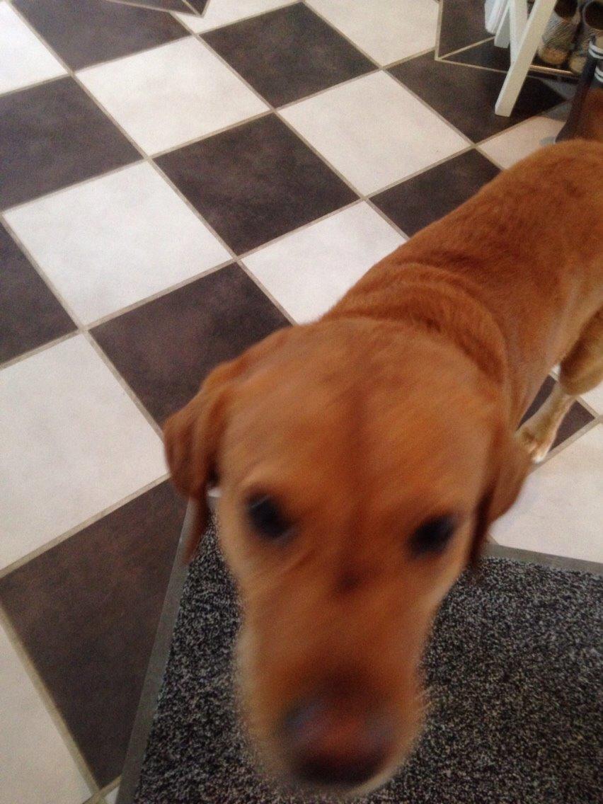 Labrador retriever Balto billede 12