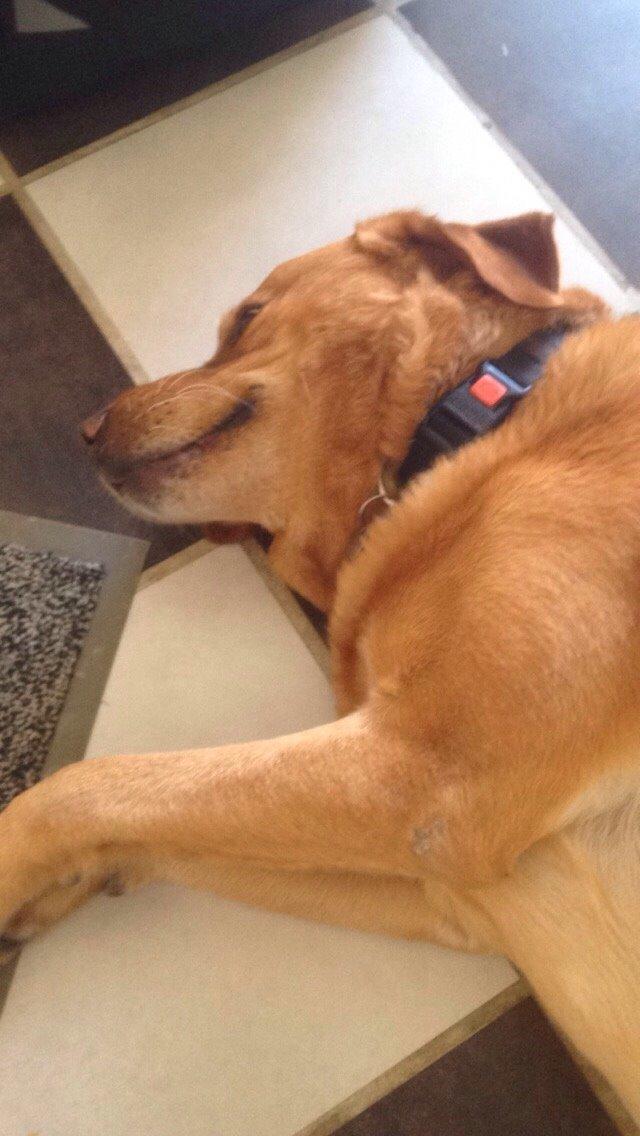 Labrador retriever Balto billede 13