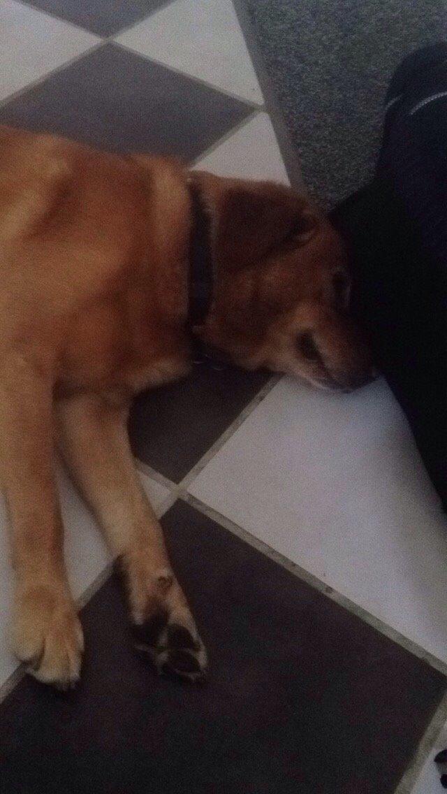 Labrador retriever Balto billede 14