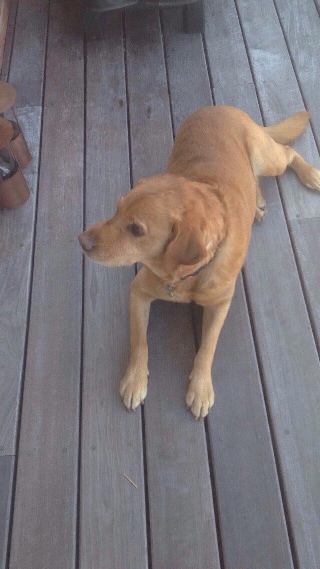 Labrador retriever Balto billede 15