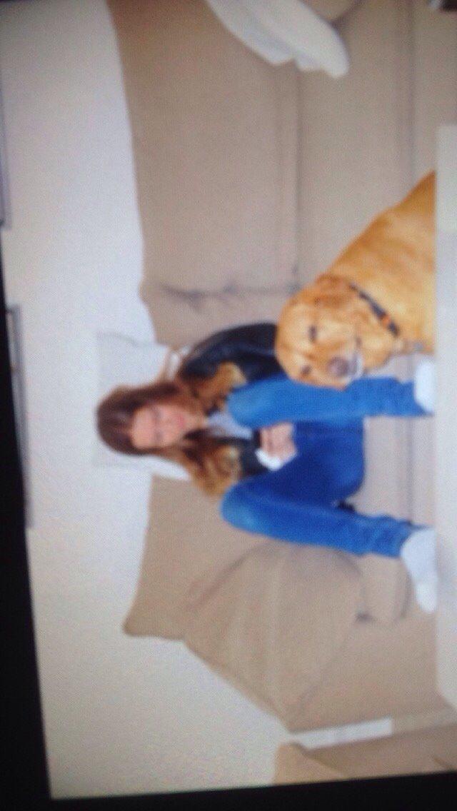 Labrador retriever Balto billede 16