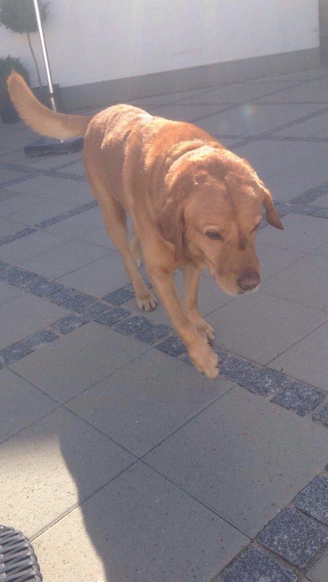 Labrador retriever Balto billede 17