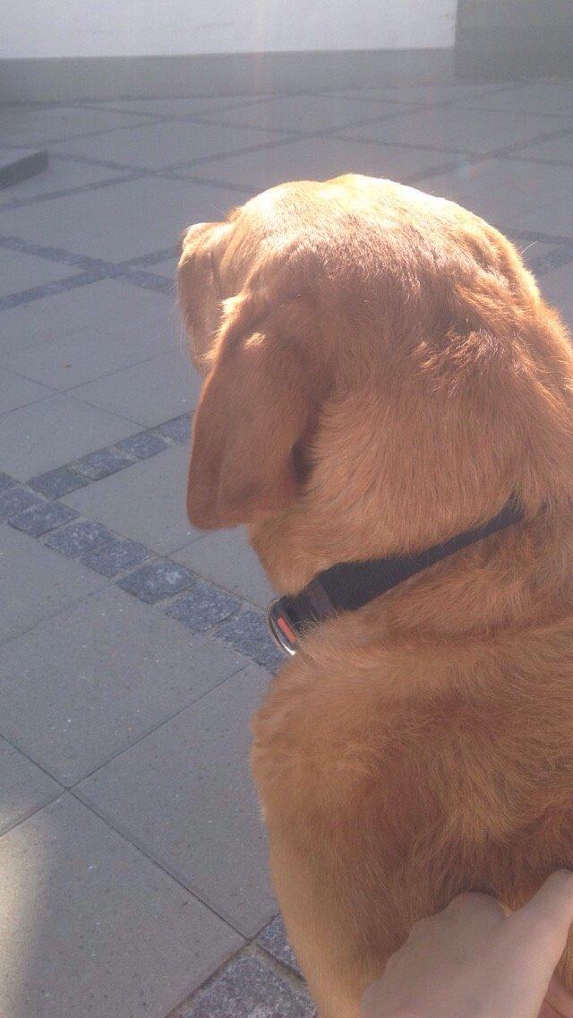 Labrador retriever Balto billede 18