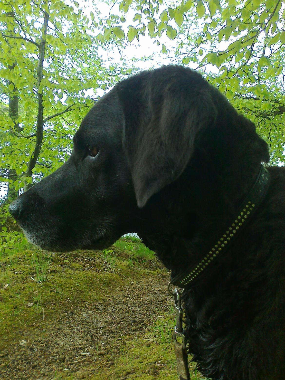 Blanding af racer Mischa billede 2