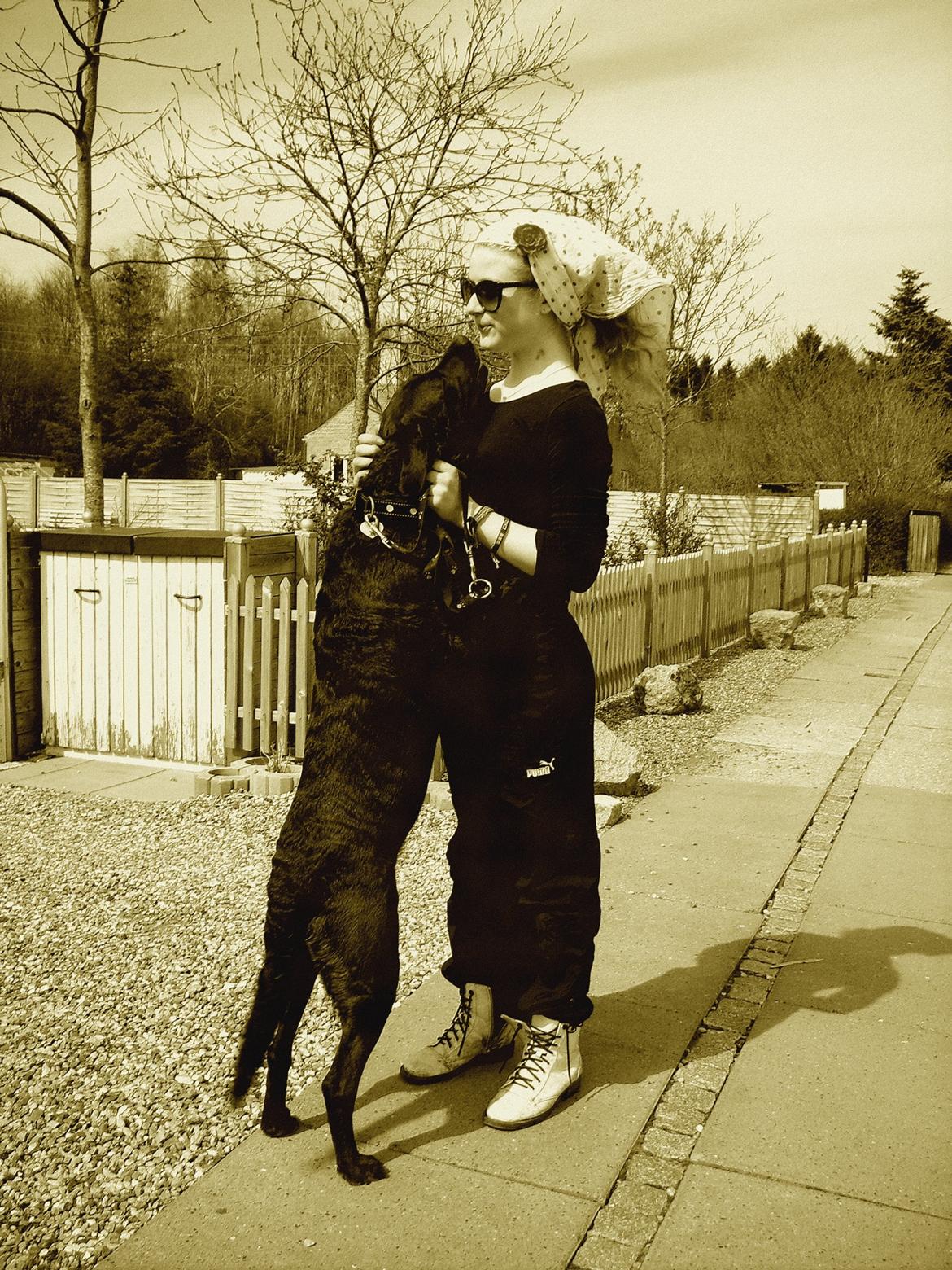 Blanding af racer Mischa billede 8