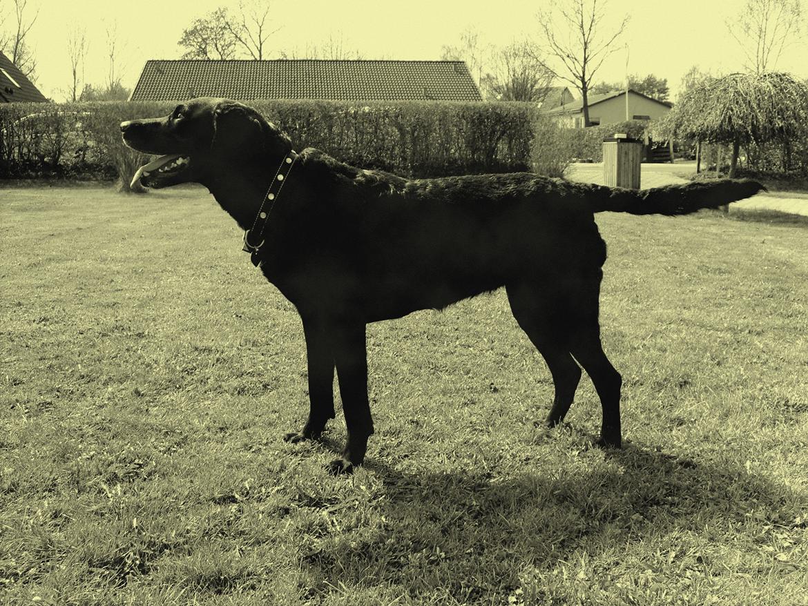 Blanding af racer Mischa billede 10