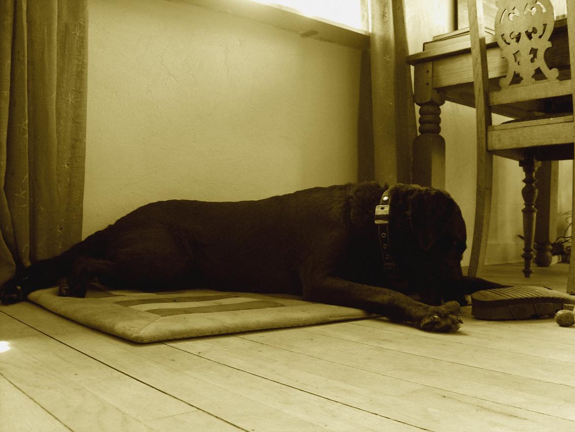 Blanding af racer Mischa billede 9