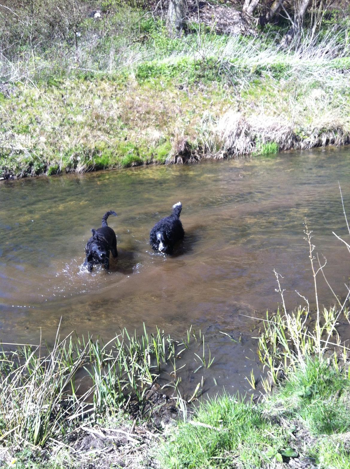 Blanding af racer Mischa billede 11