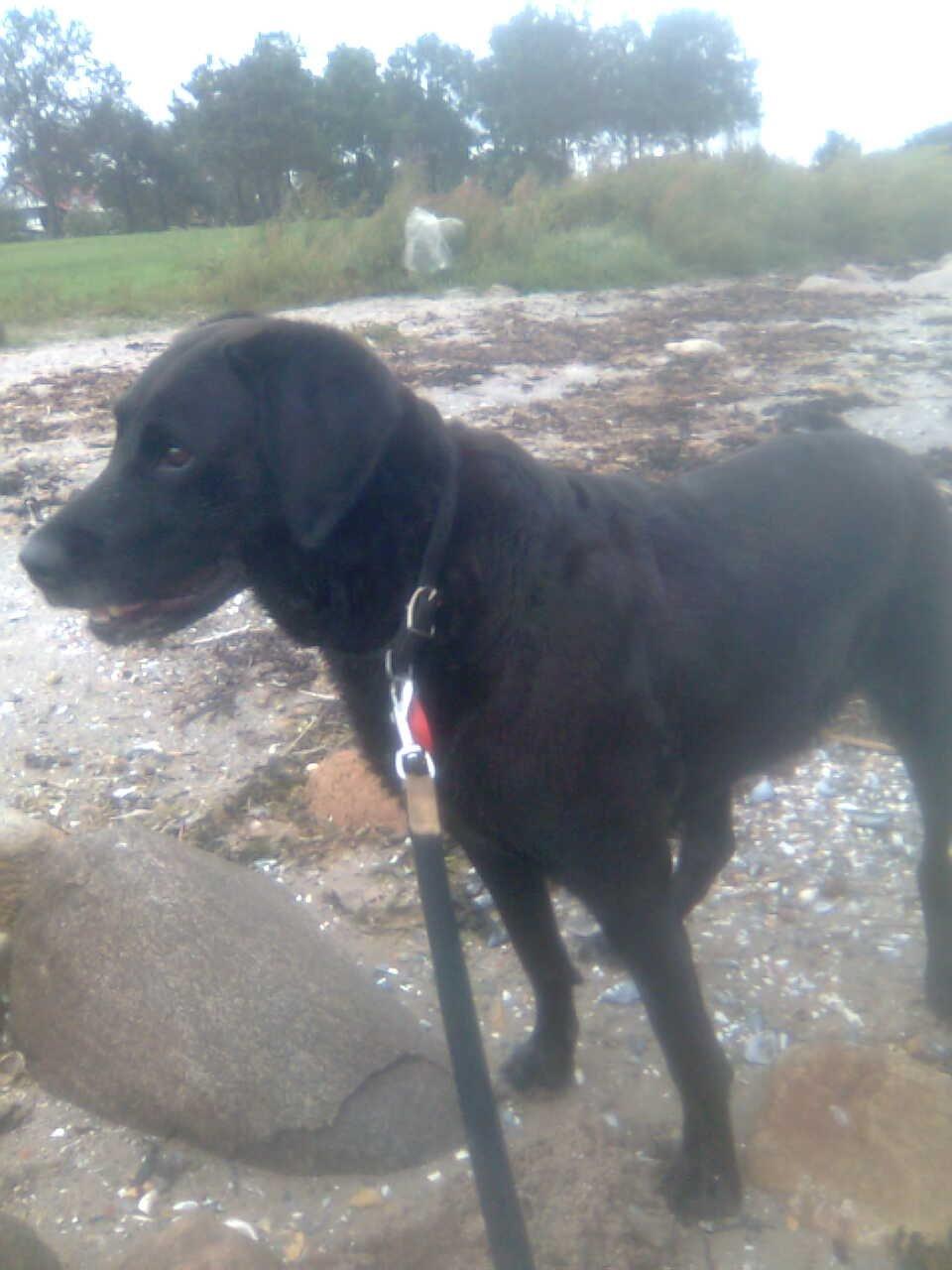 Blanding af racer Mischa billede 12