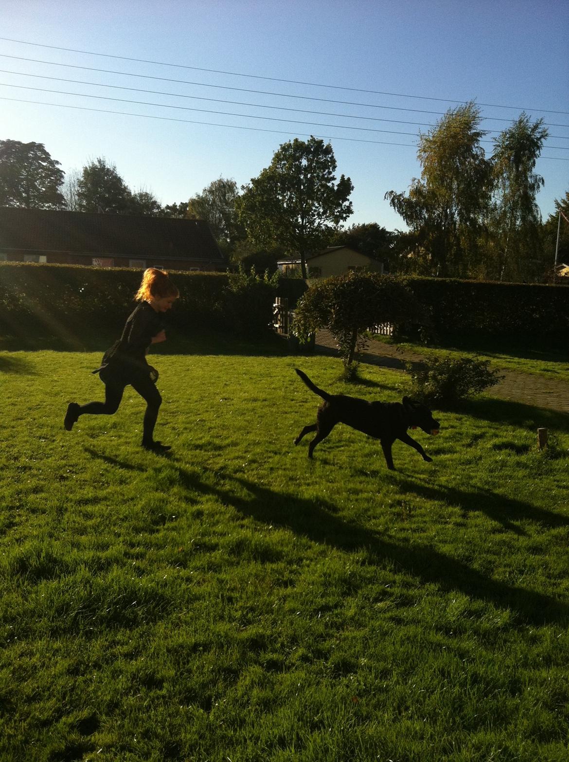 Blanding af racer Mischa billede 13