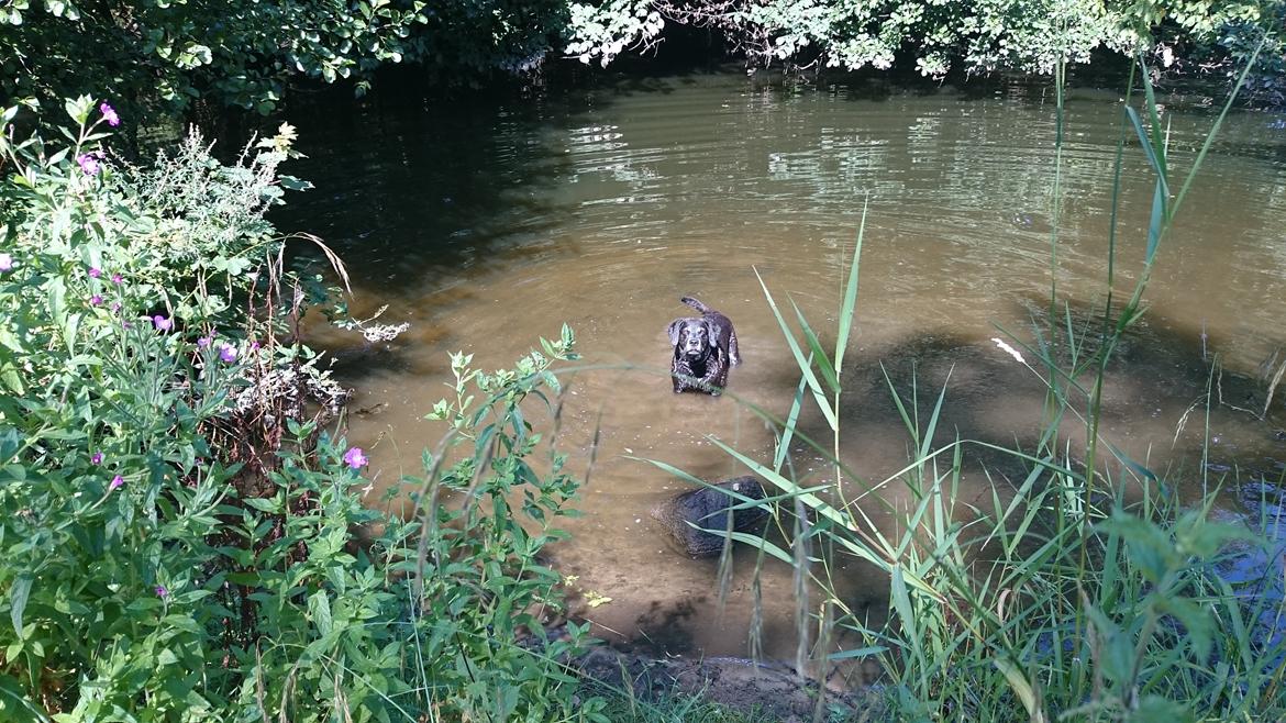 Blanding af racer Mischa billede 15