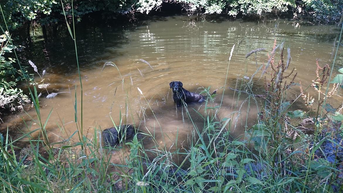 Blanding af racer Mischa billede 14